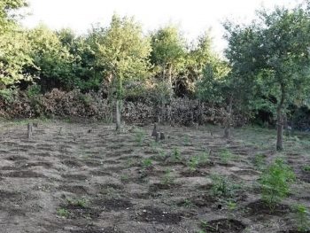 Χασισοφυτεία με 1.000 δενδρύλλια ξεριζώθηκε σε περιοχή της Άρτας