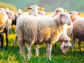 Τα μέτρα περιορισμού  μετακινήσεων αιγοπροβάτων στην Π.Ε. Πρέβεζας λόγω  επιβεβαιωμένου κρούσματος ευλογιάς