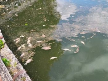 Παμβώτιδα: Το σενάριο για ιό πίσω από τους μαζικούς θανάτους ψαριών