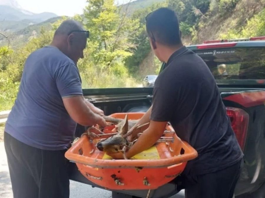 Διάσωση ζαρκαδιού στη γέφυρα Πλάκας
