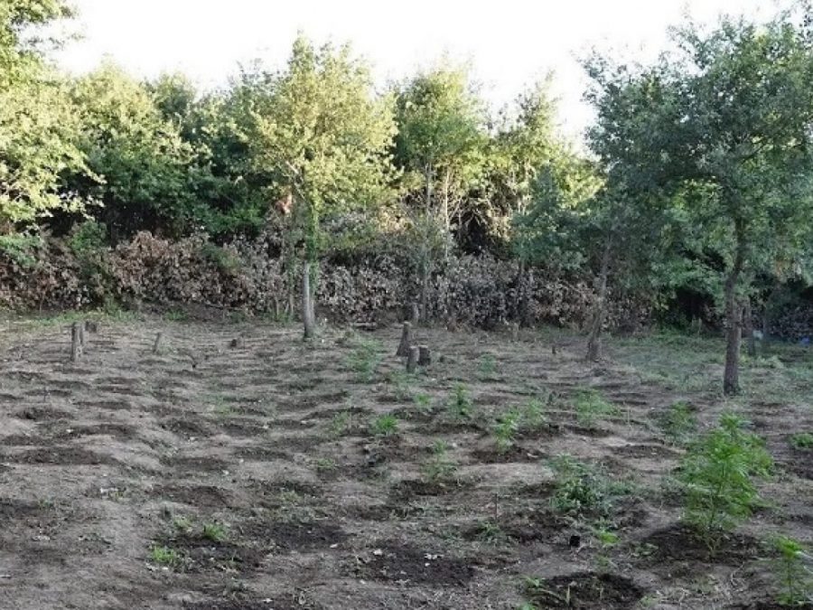 Χασισοφυτεία με 1.000 δενδρύλλια ξεριζώθηκε σε περιοχή της Άρτας