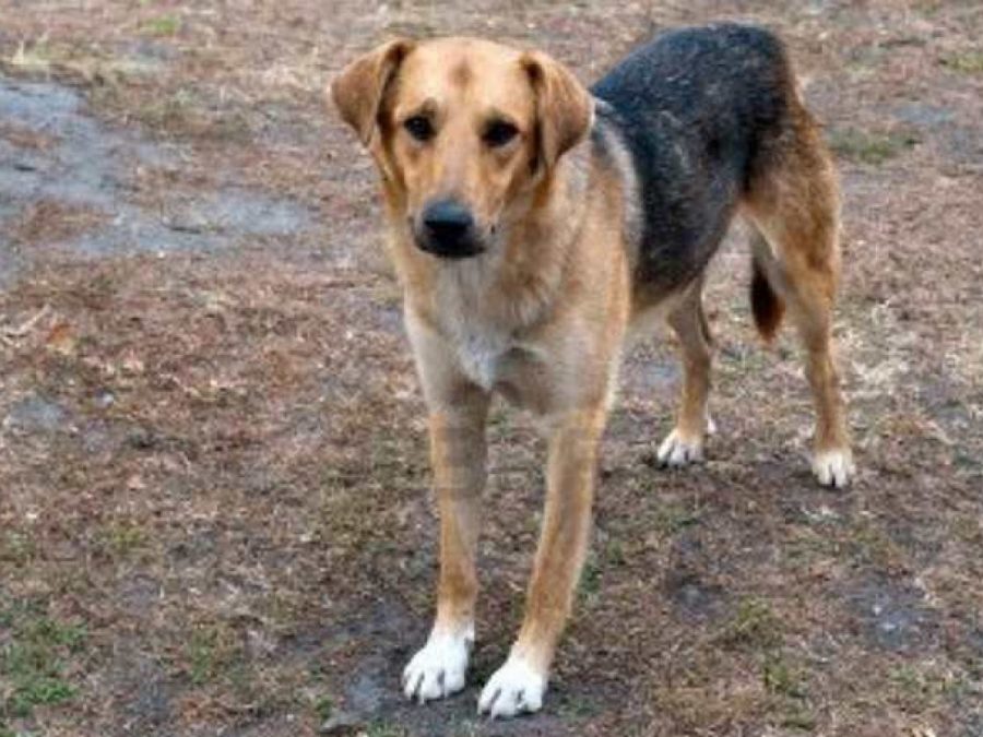 Αδέσποτα προκάλεσαν ζημιές σε ΙΧ- Αποζημίωση από τον Δήμο