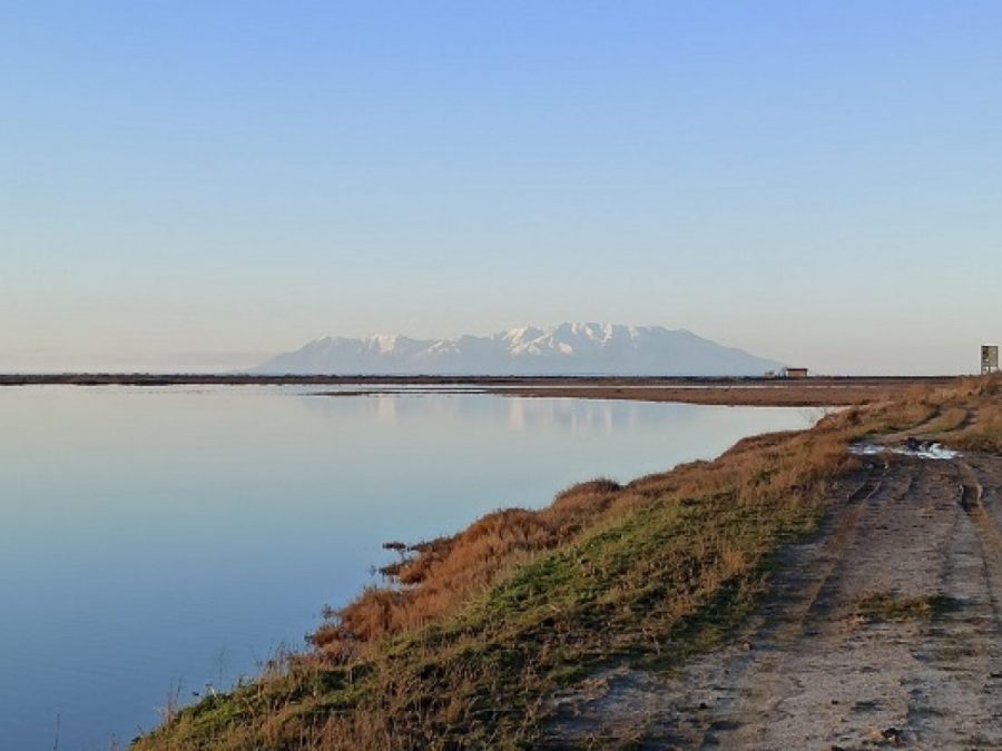 Ολοκληρώθηκε η πρώτη φάση των μεσοχειμωνιάτικων καταμετρήσεις υδρόβιων πουλιών