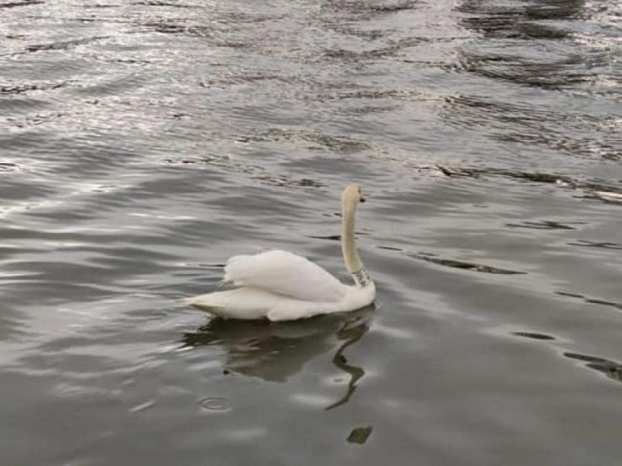 Εντοπίστηκε ο νεκρός κύκνος από φύλακες του ΟΦΥΠΕΚΑ