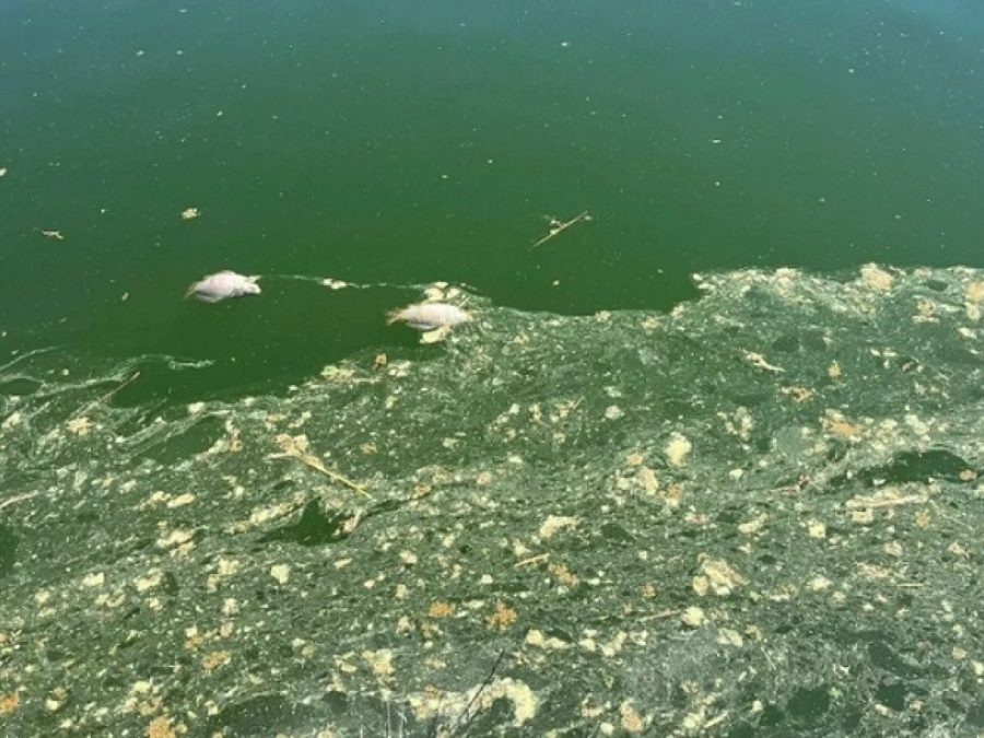 Αποκαρδιωτικές εικόνες και νεκρά ψάρια στην Παμβώτιδα