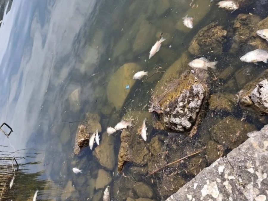 Πεθαίνουν μαζικά οι «πεταλούδες» στην Παμβώτιδα- Εργαστηριακές αναλύσεις