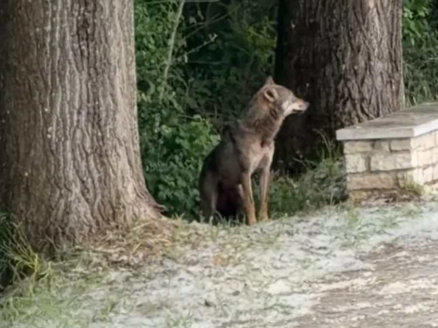 Τετ-α-τετ με λύκο στον ποδηλατόδρομο των Ιωαννίνων