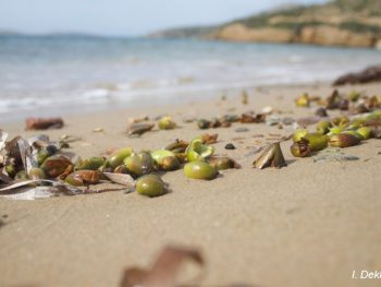 Καρποί Ποσειδωνίας στις ακτές του Ιονίου-Τη συνδρομή των πολιτών στην καταγραφή τους ζητά το “Αρχιπέλαγος”