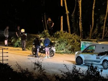 Καμία άδεια για κοπές δέντρων στο δημοτικό δάσος από τον δήμο Ιωαννιτών