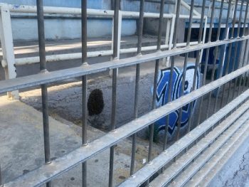 Σμήνος μελισσών στο "Ζωσιμάδες"