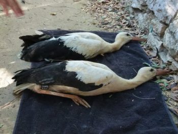 Δακτυλιώθηκαν και ετοιμάζονται να πετάξουν τα πελαργάκια που διασώθηκαν από φωλιά της Φιλιππιάδας 