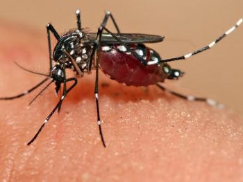 Παραμένει ένα κρούσμα Δυτικού Νείλου στην Άρτα