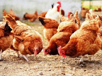 Μέτρα προστασίας για τη γρίπη πτηνών