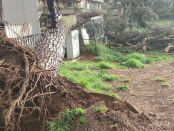 Άμεση παρέμβαση του Δήμου Ιωαννιτών μετά την πτώση δέντρου στη Ζωσιμαία Παιδαγωγική Ακαδημία