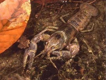 Απαγόρευση αλιείας καραβίδας έως 15 Μαΐου 2026