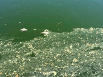 Αποκαρδιωτικές εικόνες και νεκρά ψάρια στην Παμβώτιδα