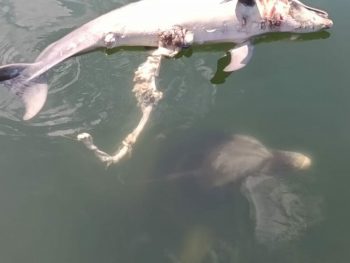 Συγκίνηση με τον θρήνο του δελφινιού για το νεκρό νεογνό (video)