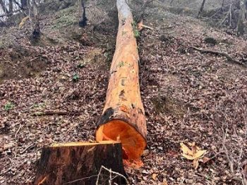 Σε εκποίηση ξυλείας από παράνομη υλοτομία στην λίμνη Ζηρού