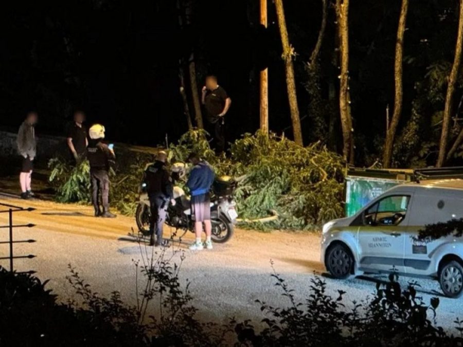 Νυχτερινή επιδρομή και κοπές δέντρων στον Φρόντζο!
