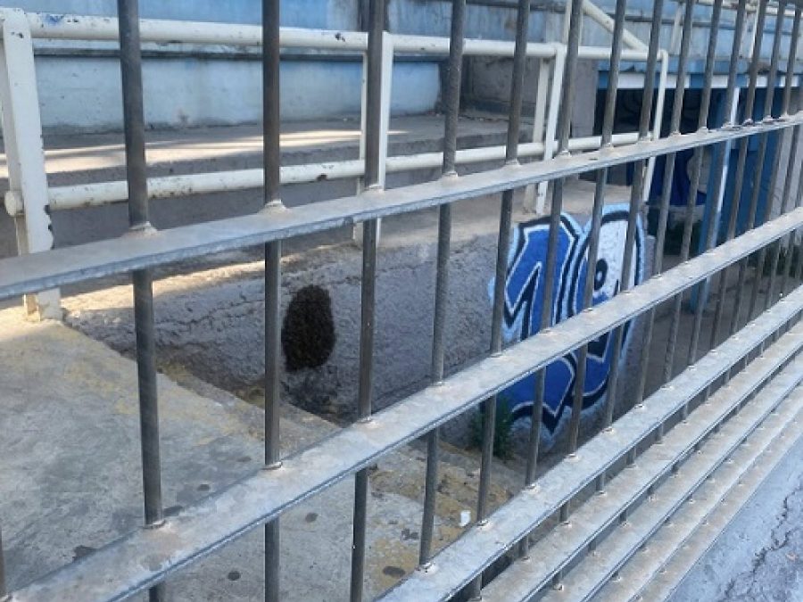 Σμήνος μελισσών στο "Ζωσιμάδες"