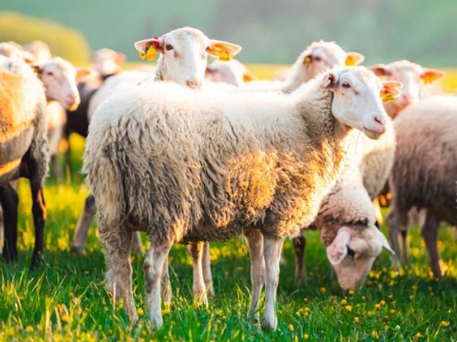 Από τα διόδια Μαλακασίου ξεκινά η απολύμανση για την αποφυγή διάδοσης της ευλογιάς στα αιγοπρόβατα