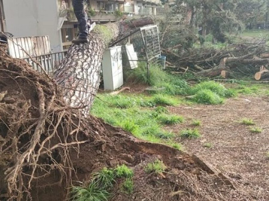 Ιωάννινα: Πανύψηλο πεύκο ξεριζώθηκε στην Ακαδημία