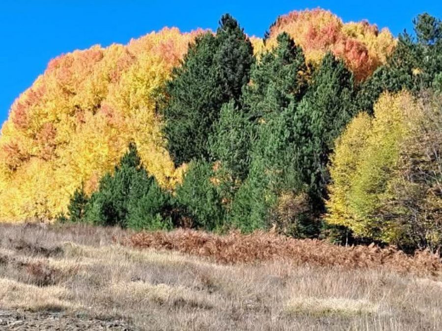 Ορεινός αγώνας για αναπτυξιακές ηλικίες στο Μέτσοβο 