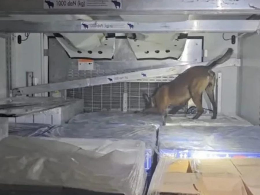 Πάνω 350 κιλά skunk κατασχέθηκαν στο λιμάνι της Ηγουμενίτσας