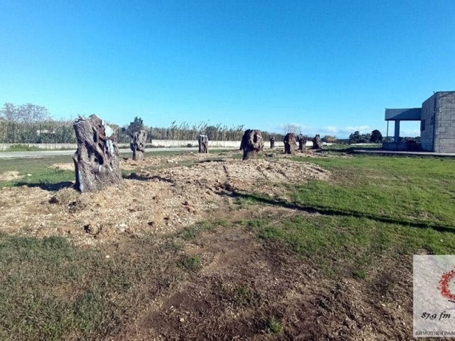 Eλαιόδεντρα από τον Ενετικό Ελαιώνα φυτεύτηκαν στο Μουσείο Νικόπολης 