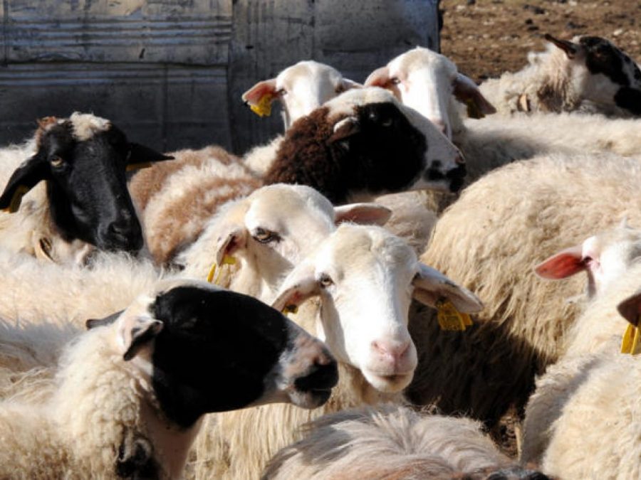 Προτάσεις του Περιφερειάρχη για τη βιοασφάλεια της κτηνοτροφίας