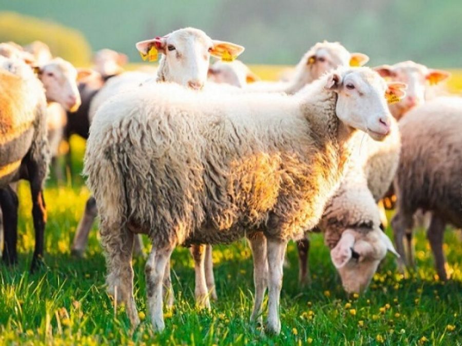 Κανένα κρούσμα ευλογιάς των προβάτων στην Ήπειρο