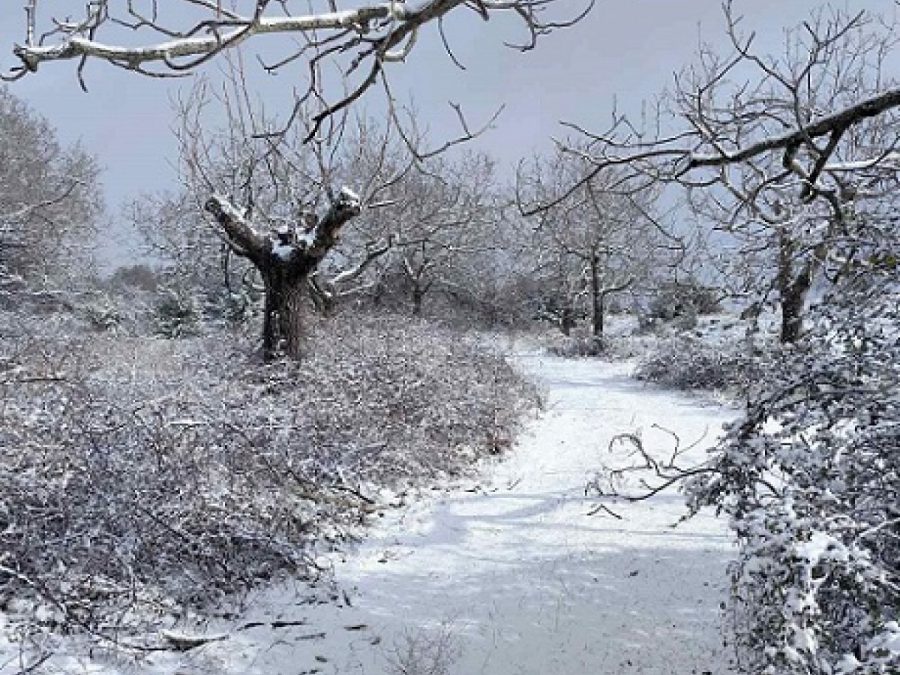 Χιονόπτωση στην Κοινότητα Φανερωμένης