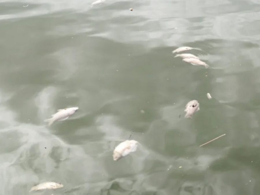 Άμεση κινητοποίηση του Δήμου Ιωαννιτών για τα νεκρά ψάρια στη λίμνη