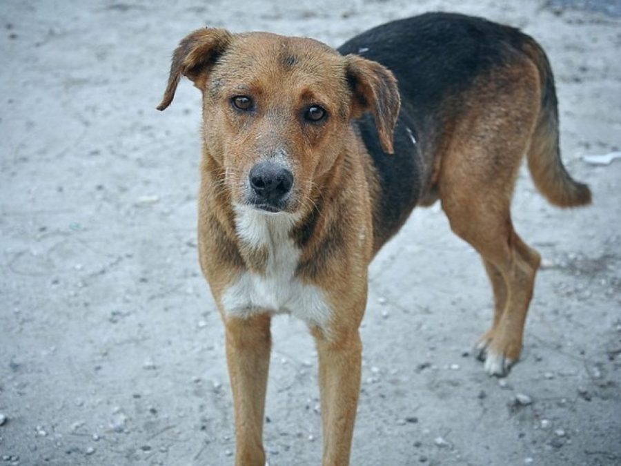 Γέμισαν φόλες την Πέρδικα