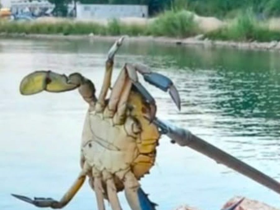 Τα μπλε καβούρια "κατακτούν" τον Αμβρακικό Κόλπο