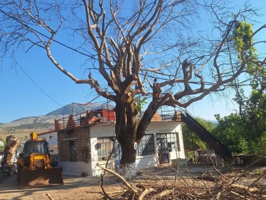 Το μεταχρωματικό έλκος "χτύπησε"  ακόμη έναν εμβληματικό πλάτανο στην Κρανιά