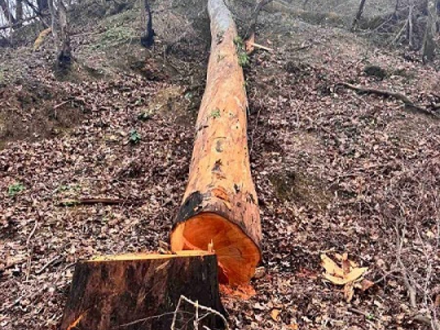 Σε εκποίηση ξυλείας από παράνομη υλοτομία στην λίμνη Ζηρού
